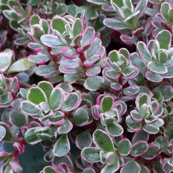 Rozchodnik kaukaski 'Tricolor' – Sedum, Phedimus sadzonka